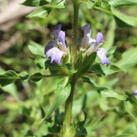 <i>Hygrophila auriculata</i>  (Schumach.) Heine